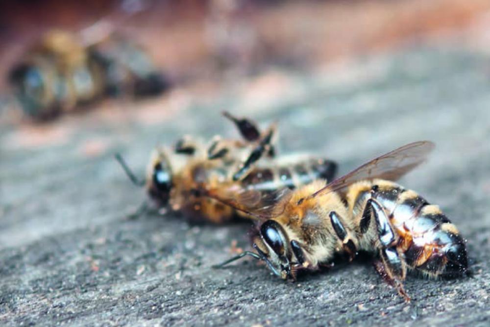 Insektensterben